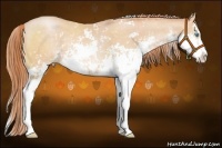 Horse Color:Buckskin Pearl Sabino Rabicano 