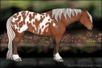 Horse Color:Silver Bay Appaloosa