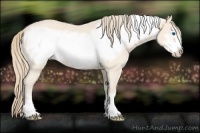 Horse Color:Perlino Frame Rabicano 