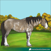 Horse Color:Buckskin Dun Sabino 