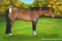 Horse Color:Bay Tobiano 