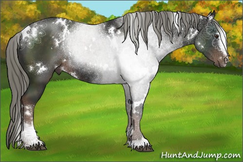 Horse Color:White Spotted Liver Chestnut Sabino Rabicano 