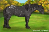 Horse Color:Liver Red Roan Sabino Appaloosa 