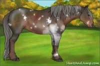 Horse Color:White Spotted Liver Chestnut Sabino