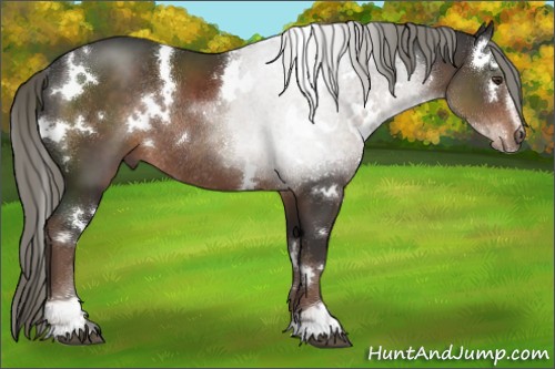 Horse Color:White Spotted Liver Chestnut Sabino Rabicano 