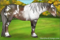 Horse Color:White Spotted Liver Chestnut Sabino Rabicano