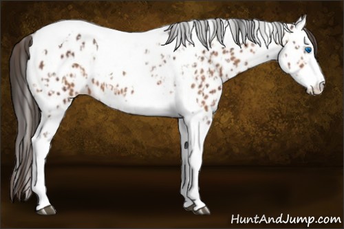 Horse Color:Bay Splash Tobiano Appaloosa  and Bay Splash Tobiano Appaloosa 