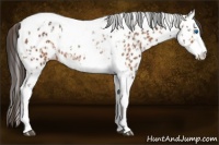 Horse Color:Bay Splash Tobiano Appaloosa  and Bay Splash Tobiano Appaloosa 