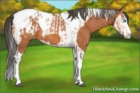 Horse Color:Bay Splash Tobiano Appaloosa  and Bay Splash Tobiano Appaloosa 