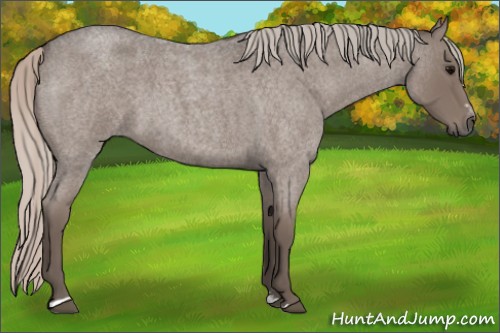 Horse Color:Silver Blue Roan Sabino 