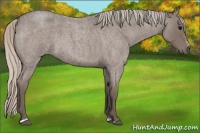 Horse Color:Silver Blue Roan Sabino