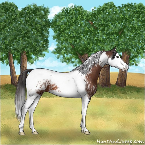 Horse Color:Bay Splash Tobiano Appaloosa  and Bay Splash Tobiano Appaloosa 