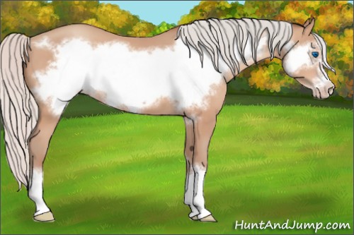 Horse Color:Silver Amber Champagne Frame 
