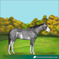 Horse Color:Platinum Buckskin Roan Sabino 
