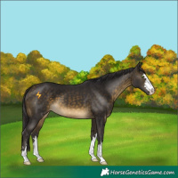 Horse Color:Buckskin 
