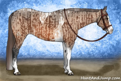 Horse Color:Bay Splash Tobiano Appaloosa  and Bay Dun Splash Tobiano Appaloosa 