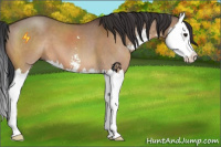 Horse Color:Bay Dun Sabino Splash 