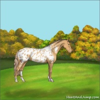 Horse Color:Gold Cream Champagne Appaloosa 