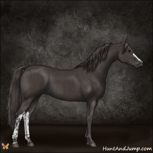 Horse Color:Smoky Black  and Smoky Black 