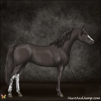 Horse Color:Smoky Black  and Smoky Black 