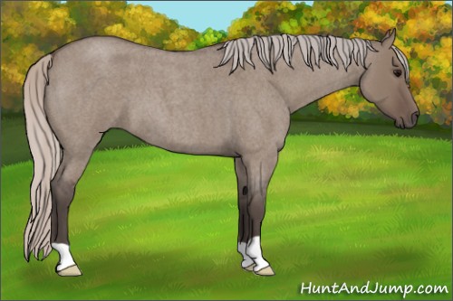 Horse Color:Silver Grullo Roan 