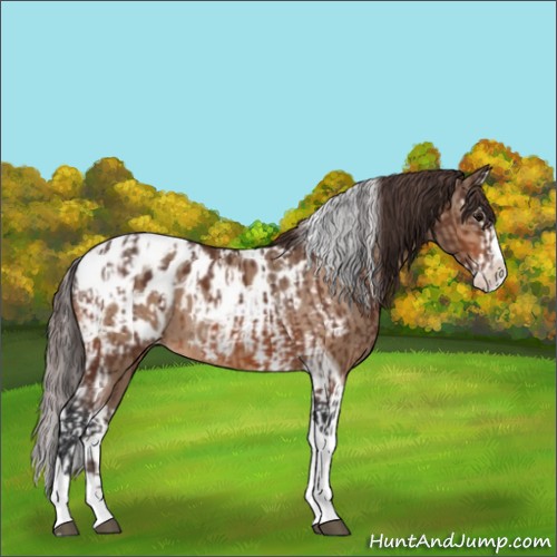 Horse Color:Bay Splash Tobiano Appaloosa  and Bay Dun Splash Tobiano Appaloosa 