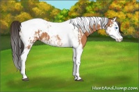 Horse Color:Bay Splash Tobiano Appaloosa  and Bay Splash Tobiano Appaloosa 
