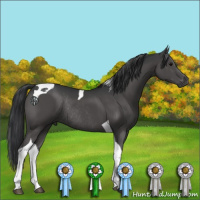 Horse Color:Black Tobiano Rabicano 