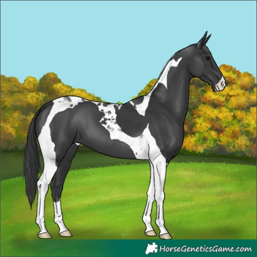 Horse Color:Black Tobiano 