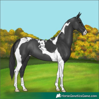 Horse Color:Black Tobiano 