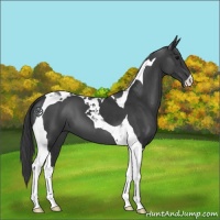 Horse Color:Black Tobiano 
