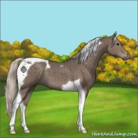 Horse Color:Silver Black Tobiano