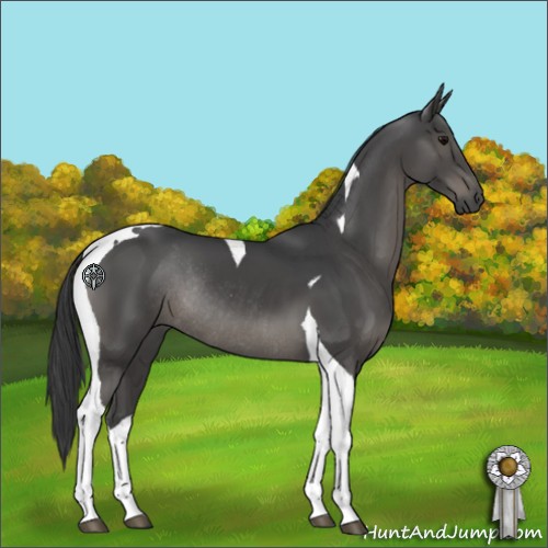 Horse Color:Black Tobiano Rabicano 