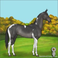 Horse Color:Black Tobiano Rabicano 