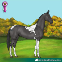 Horse Color:Black Tobiano 