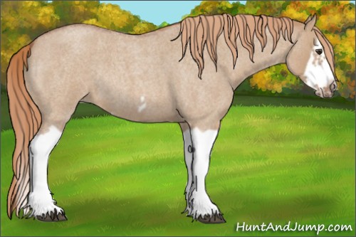 Horse Color:Red Dun Roan Splash Frame Rabicano 