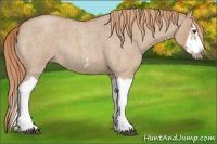 Horse Color:Red Dun Roan Splash Frame Rabicano 