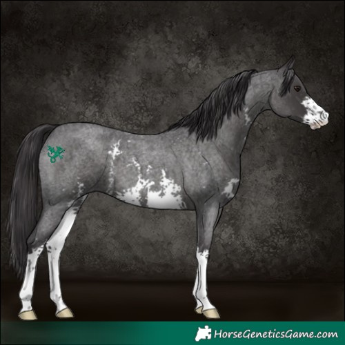 Horse Color:Smoky Blue Roan Sabino