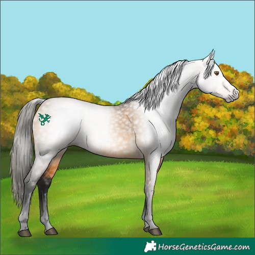 Horse Color:Gray Buckskin