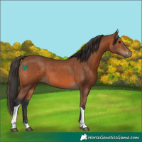 Horse Color:Bay Tobiano 