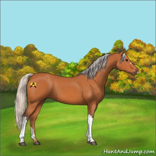 Horse Color:Silver Bay 