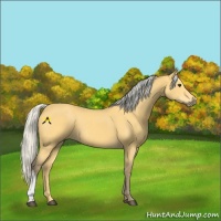 Horse Color:Silver Buckskin 