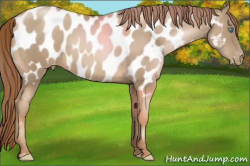 Horse Color:Chocolate Smoky Black Pearl Appaloosa 