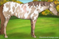 Horse Color:Chocolate Smoky Black Pearl Near Leopard 