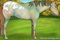 Horse Color:Chocolate Smoky Black Pearl Appaloosa
