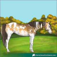 Horse Color:White Spotted Buckskin Onyx Sabino 