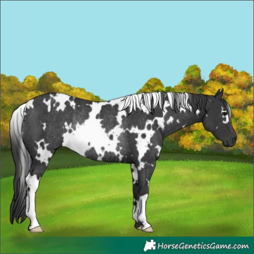 Horse Color:White Spotted Black Rabicano 