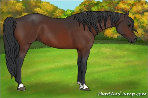 Horse Color:Brown 