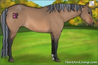Horse Color:Painted Bay Dun 