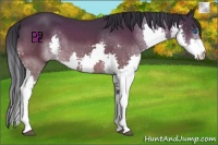 Horse Color:Bay Splash
